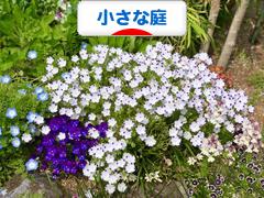 にほんブログ村 花・園芸ブログ 小さな庭へ