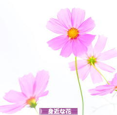 にほんブログ村 花・園芸ブログ 身近な花へ