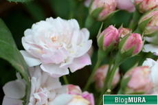 にほんブログ村 花・園芸ブログ 庭・花壇づくりへ
