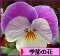 にほんブログ村 花・園芸ブログ 季節の花へ